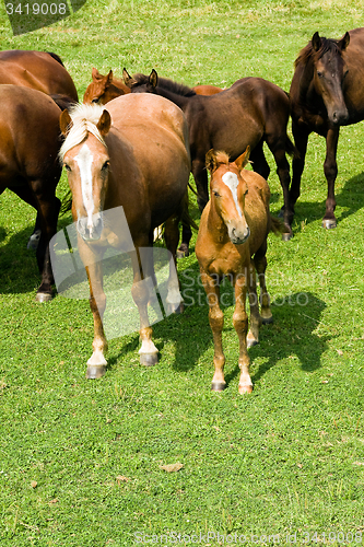 Image of   horses  