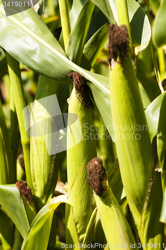 Image of Mature corn  