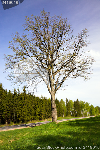 Image of tree in the road. Spring