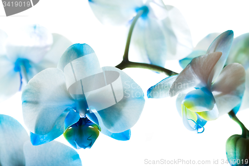 Image of Blue Orchid,