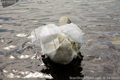 Image of floating Swan