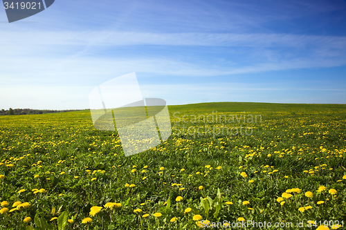 Image of dandelions field