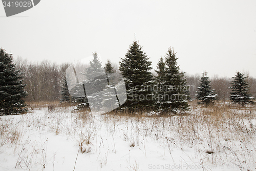 Image of trees   in winter