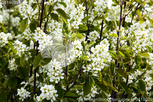 Image of flowering tree