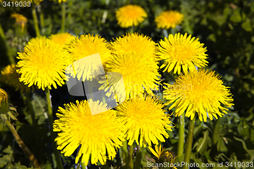 Image of dandelions