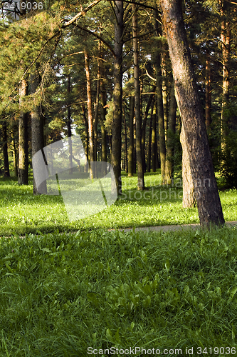 Image of trees in a forest