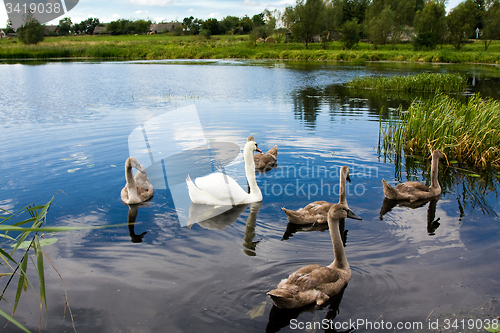 Image of family of swans 