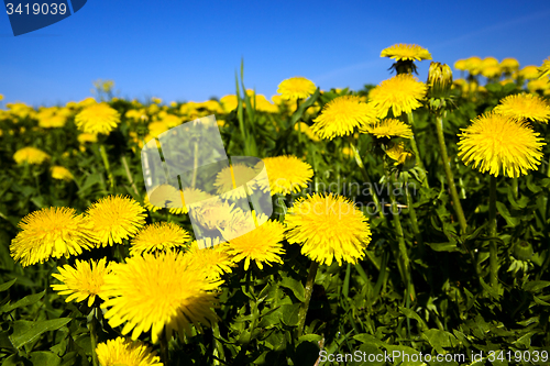 Image of dandelions