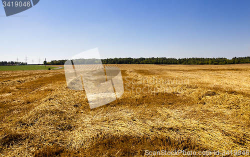 Image of cleaning wheat