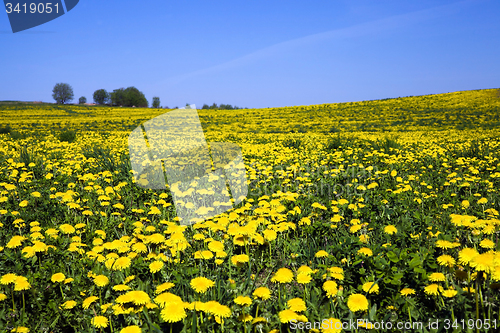 Image of dandelions