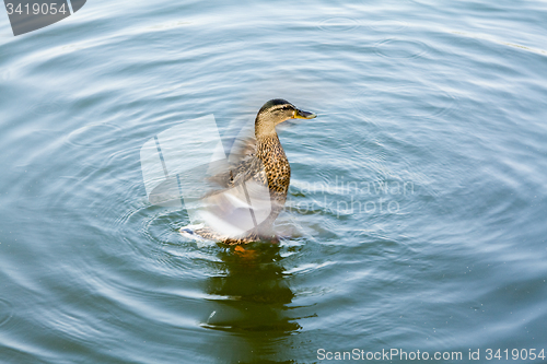 Image of   duck in   Lake  