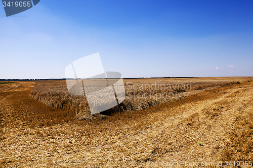 Image of harvesting  