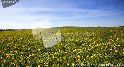 Image of field with dandelions  