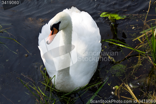 Image of Swans on the lake
