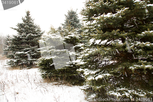 Image of Winter forest