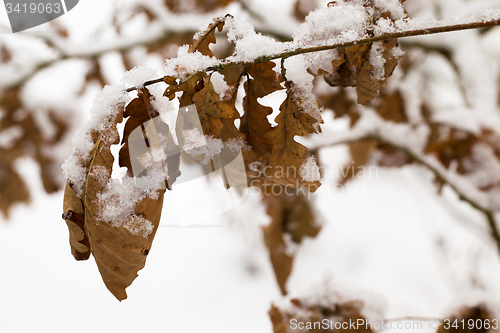 Image of yellowed foliage  