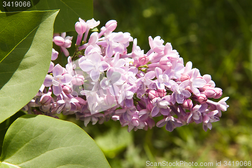 Image of Lilac flower