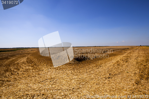 Image of cleaning wheat