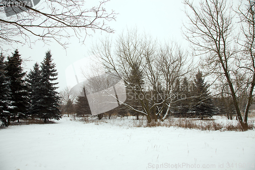 Image of trees   in winter