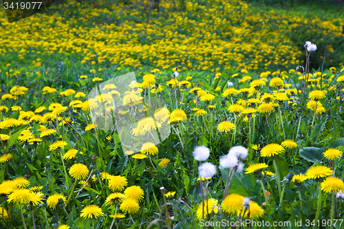 Image of dandelions. field