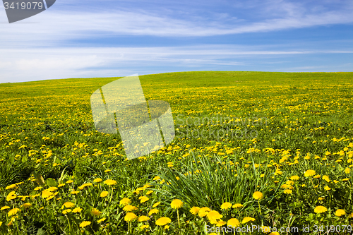 Image of dandelions field