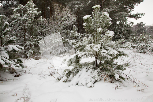 Image of Winter forest