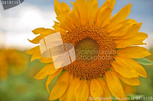 Image of sunflowers