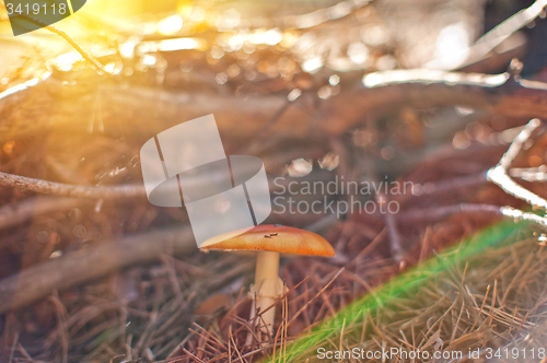 Image of Forest mushroom.