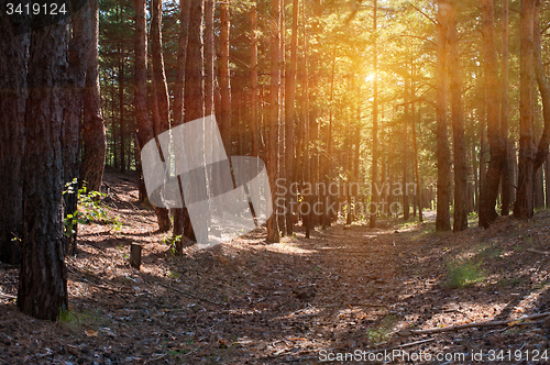 Image of Forest