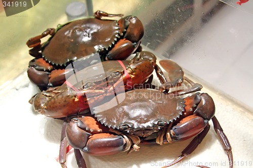 Image of Live crabs