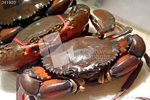 Image of Live crabs