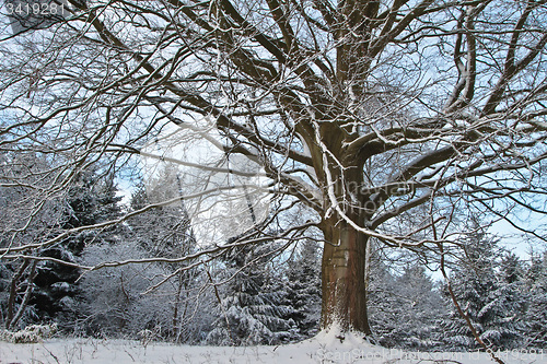 Image of Pine tree in denmark in winter with snow