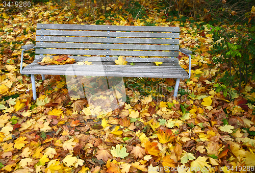 Image of Bench under autumn leaves
