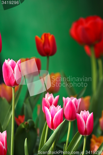 Image of Red tulips in a garden