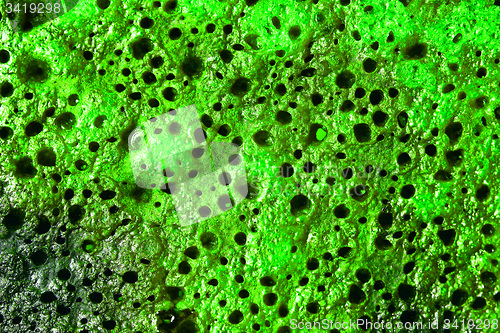 Image of Close up of a grilled slice of bread painted in green
