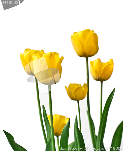 Image of Yellow tulips in a garden