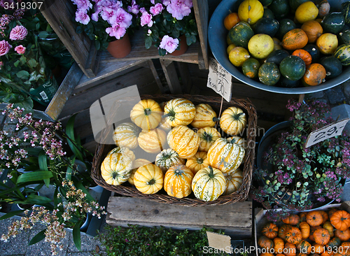 Image of Yellow decorative  pumpkins in denmark in a shop