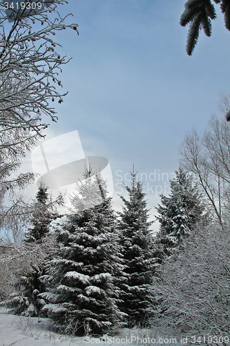 Image of Pine tree in denmark in winter with snow