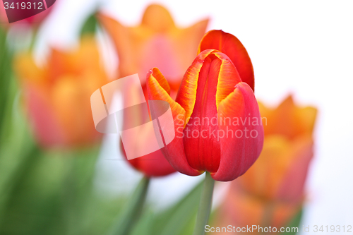 Image of Orange tulips in a garden