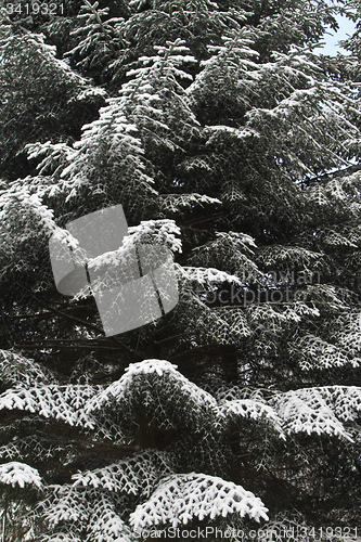 Image of Pine tree in denmark in winter with snow