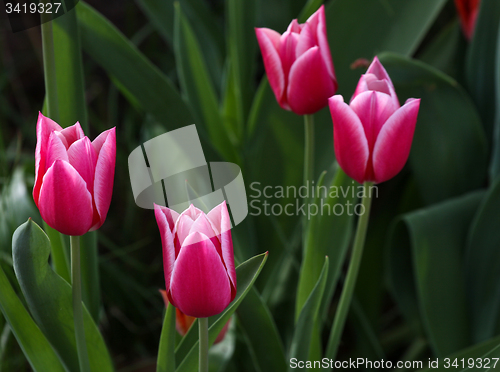 Image of Tulips in a garden
