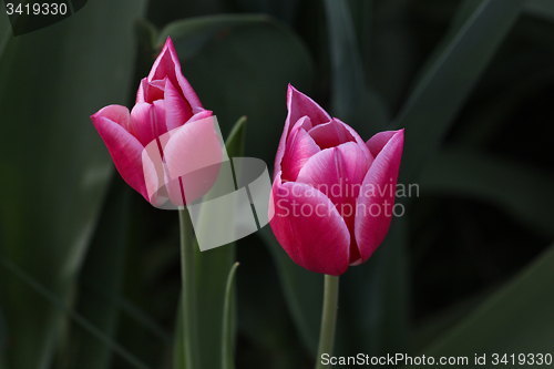 Image of Tulips in a garden