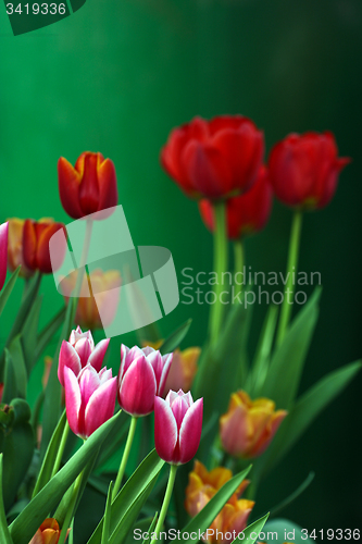 Image of Red tulips in a garden