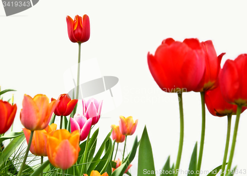 Image of Tulips in a garden