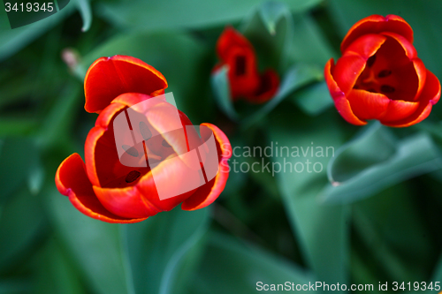 Image of Close up of red tulips in a garden