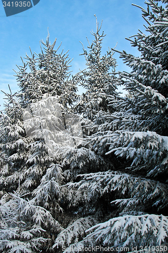 Image of Pine tree in denmark in winter with snow