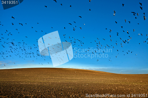 Image of Field in Denmark in autumn with a blue sky and birds in the sky