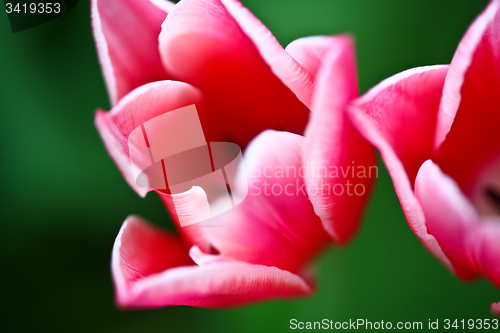 Image of Close up of red tulips in a garden