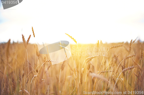 Image of wheat field