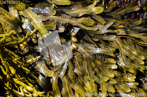 Image of Sea tangle